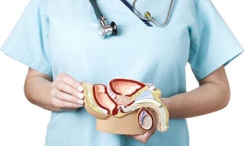 erkek genitoüriner sistem modeli ve prostatit tedavisi